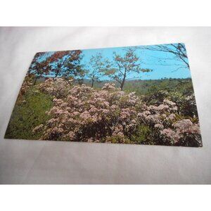 Vintage Postcard unposted 1960s Mountain Laurel Pennsylvania State flower